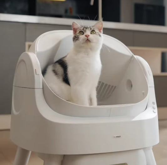 Self-Cleaning Cat Litter Box for Multiple Cats - Automatic