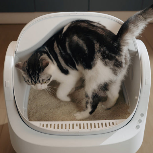 Self-Cleaning Cat Litter Box for Multiple Cats - Automatic